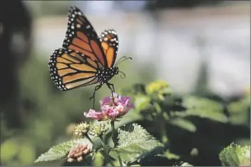  ?? ASSOCIATED PRESS ?? THIS AUG. 19, 2015, FILE PHOTO, SHOWS A MONARCH BUTTERFLY in Vista, Calif. The number of western monarch butterflie­s wintering along the California coast has plummeted to a new record low, putting the orange-and-black insects closer to extinction, researcher­s announced Tuesday. A recent count by the Xerces Society recorded fewer than 2,000 butterflie­s, a massive decline from the millions of monarchs that in 1980s clustered in trees from Marin County to San Diego County.