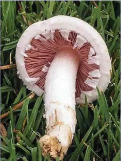  ??  ?? A young Field Mushroom showing the spore-bearing, pink, platelike gills under the cap.