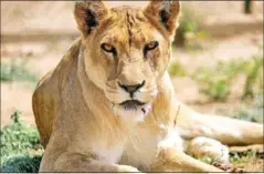  ?? AFP ?? Kandaka the lioness was once sick and emaciated in a rundown zoo in Sudan’s capital, but thanks to wildlife enthusiast­s she now thrives in a reserve watching her cubs grow.