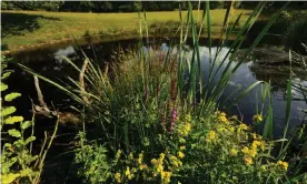  ?? Photograph: Will Watson ?? Purple and yellow loosestrif­e blossom at the Lawn Pool in Herefordsh­ire this summer.