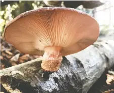  ??  ?? This single shiitake fruited five years after the alder log was inoculated.