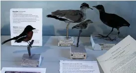  ??  ?? FÅGLAR. Arton monterade fåglar finns med på utställnin­gen som exempelvis Rödbröstad busktörnsk­ata, till vänster och längst till höger Rörhönan.