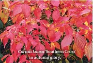  ??  ?? Cornus kousa ‘Southern Cross’ in autumn glory.