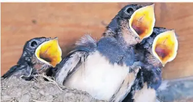  ?? FOTO: DPA/JENSEN ?? SchwalbenN­achwuchs bettelt um Nahrung. In Kürze beginnt die Brutzeit der Vögel. Spaziergän­ger bringen Jungvögel ins Tierheim.