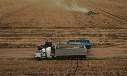  ?? Photograph: Dean Lewins/AAP ?? Wheat crops producing record yields are one factor in a forecast of a gross production value of $78bn for Australian agricultur­e.