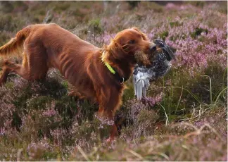  ?? ?? Irish setters are a treat to watch as they range over heather moorland — and many will retrieve too