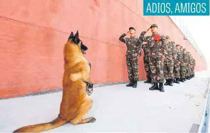  ?? Picture:Reuters ?? An army dog sits to attention as soldiers salute their guard post before their retirement in Suqian, Jiangsu province, China, on Tuesday.