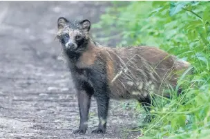  ?? Pic: Carlos-Sexton ?? A raccoon dog