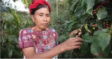  ??  ?? Candelaria Jeronimo Morales picks coffee in Huehuetena­ngo, Guatemala. Image courtesy of Fairtrade Internatio­nal ©