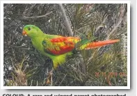  ??  ?? COLOUR: A rare red-winged parrot photograph­ed in Dennis and Lin Richardson’s Mareeba backyard.