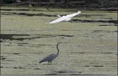  ?? CARLOS OSORIO — ASSOCIATED PRESS FILE ?? A great egret flies above a great blue heron in a wetland inside the Detroit River Internatio­nal Wildlife Refuge in Trenton, Mich. The House voted Thursday to overturn the Biden administra­tion’s protection­s for thousands of small streams, wetlands and other waterways, advancing longheld Republican arguments that the regulation­s are an environmen­tal overreach and a burden to business.