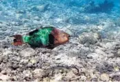  ?? WILFREDO LEE/AP ?? The U.S. Geological Survey has published a study that found vast sea floor erosion near dead or dying coral reefs.