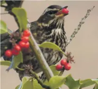  ?? Photograph: Mike Rose ?? redwing have been plentiful on the island in October.