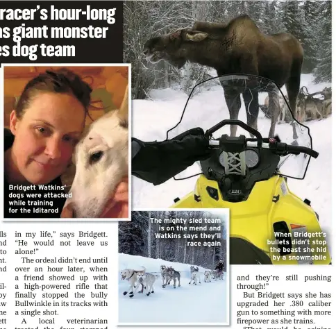  ?? ?? Bridgett Watkins’ dogs were attacked while training for the Iditarod
The mighty sled team is on the mend and Watkins says they’ll
race again
When Bridgett’s bullets didn’t stop the beast she hid by a snowmobile