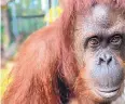  ?? KEITH STEIN/ ASSOCIATED PRESS ?? Sandra, a 33-year-old orangutan, is settling into her new home at the Center for Great Apes in Florida.