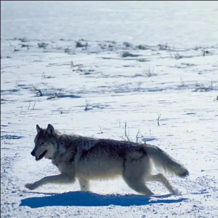  ??  ?? Wolves run at a top speed of 40 to 50km/hr
and cover an average of 45km a day.