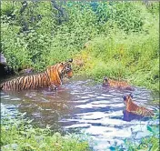  ?? HT FILE ?? ■ STR chief conservato­r of forest said ST12 was captured on a camera trap with her three cubs in the Talvriksh forest range.