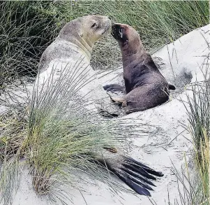  ?? PHOTO: PETER MCINTOSH ?? Beach bonding . . . A sea lion and her new pup made St Kilda Beach their home yesterday, prompting a warning to dog owners.