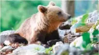  ??  ?? A bear explores the forest above the small village of Markovec, Slovenia.