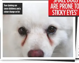  ??  ?? Tear staining can cause stickiness and a colour change on fur