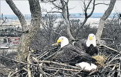  ?? WEBCAM / EARTH CONSERVATI­ON CORPS ?? Días felices. Justice y Liberty, en sus días felices antes de ladesapari­ción del macho