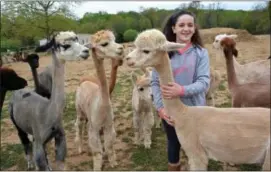  ?? ANN CAMERON SIEGAL ?? Sophia Lysantri, 11, with some of her recently shorn alpaca friends at the family’s farm in Woodbine, Maryland.