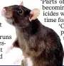  ?? ?? INFESTATIO­N: Rats can spread diseases