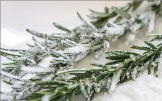  ?? PHOTO COURTESY OF PATRICK WIESE ?? Garnish for the sangria includes rosemary, moistened and dipped in sugar to look like snow-covered trees.