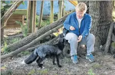  ?? SUBMITTED ?? In addition to wolves, Alex Keir also worked with animals such as this grey fox.