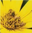  ??  ?? Markus Spier hat drei fleißige Bienen am Mandichose­e bei Augsburg entdeckt.