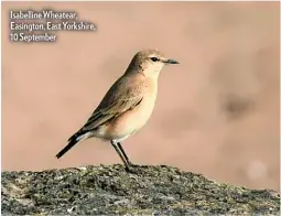  ?? ?? Isabelline Wheatear, Easington, East Yorkshire, 10 September