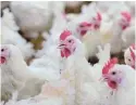  ?? Picture: 123RF/Chayakorn Lot ?? Millions of chickens have been culled to avoid the spread of infection and prevent human consumptio­n of diseased poultry after cases of avian flu were detected in South Africa.