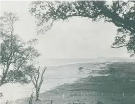  ?? Photo / Supplied Kevan Walsh Collection. ?? Po¯hutukawa Park in the 1900s.