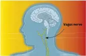  ??  ?? Vagus nerve