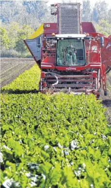  ?? FOTO: PETER FÖRSTER/DPA ?? Die Zuckerrübe­nernte ist ohne Pflanzensc­hutzmittel offenbar in Gefahr. Denn die Zuckerrübe leidet unter einem Virus.