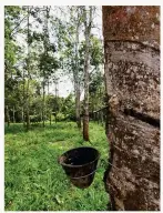  ??  ?? ABOVE A rubber tree is tapped. The plants were introduced to Malaysia by Joseph Hooker