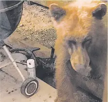  ?? Denese Stienstra / Special to The Chronicle ?? A large, cinnamon-colored black bear peers through the backdoor window at the home of Tom and Denese Stienstra.