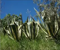  ?? (Photo archives Nice-matin) ?? Griffes de sorcière, agaves, yuccas, herbes de la Pampa... quelques-unes des espèces végétales envahissan­tes placées sur liste rouge.