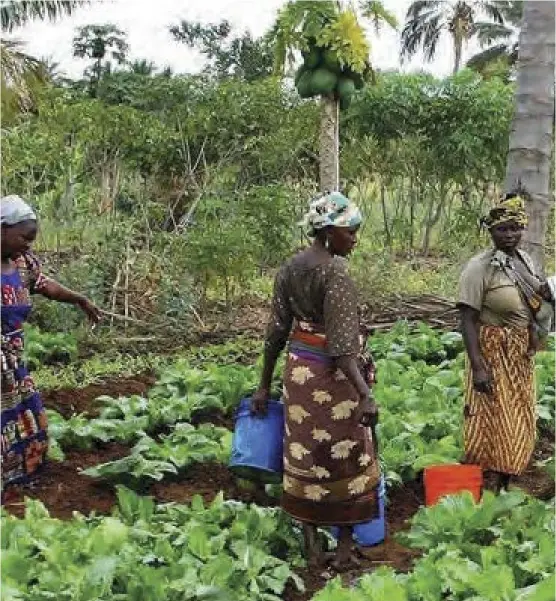  ?? ?? Rural women make up 70% of agricultur­al labour and food production.