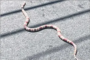  ?? DANIELLE SMITH VIA FACEBOOK ?? Paradise resident Danielle Smith posted this photo of a snake crossing the road headed for the waters of Topsail Pond Monday. The post spread like wildfire on social media.