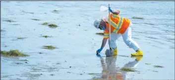  ?? Ringo H.W. Chiu The Associated Press ?? A worker in protective suit cleans a contaminat­ed beach area Wednesday in Newport Beach, Calif., after an oil spill from a ruptured pipeline.