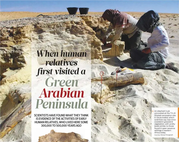  ?? Courtesy: Michael Petragliae­lli ?? An elephant tusk uncovered at the Ti’s Al Ghadah excavation site in Saudi Arabia, which scientists say was once covered in grassland vegetation, with aridity levels similar to those found in open savanna settings in eastern Africa today.