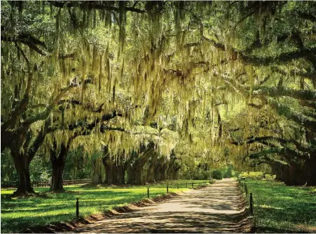  ??  ?? An iconic sight in the Lowcountry landscape, weeping Spanish moss drapes from oak trees lining a park path in Charleston, South Carolina.
