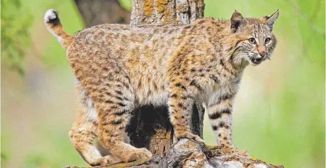  ?? FOTO: IMAGO ?? An der Grenze tummeln sich viele Tiere. Auch Rotluchse wurden von Forschern dort beobachtet.