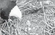  ?? Friends of Big Bear Valley ?? THE SECOND of two bald eagle chicks seemed to have less trouble breaking through its shell on Monday. The parents took turns watching over the eggs.