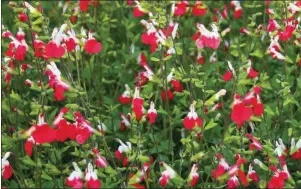  ??  ?? The dubiously named Salvia ‘Hot Lips’