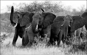  ?? KAREL PRINSLOO/AP ?? Animal rights activists and environmen­tal groups were skeptical that killing elephants could help save them.