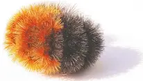  ?? BRENT SINCLAIR ?? The woolly bear caterpilla­r can survive becoming frozen solid.