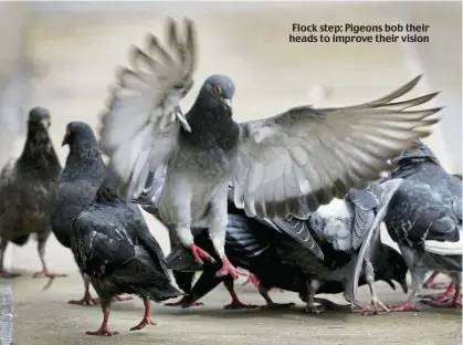  ?? ?? Flock step: Pigeons bob their heads to improve their vision