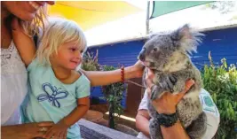  ??  ?? UNFORGETTA­BLE MEMORIES: Menggendon­g dan wefie bareng koala atau makan pagi ditemani koala hanya bisa Anda lakukan di Hamilton Island.